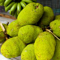 Breadfruit