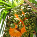 Pandanus